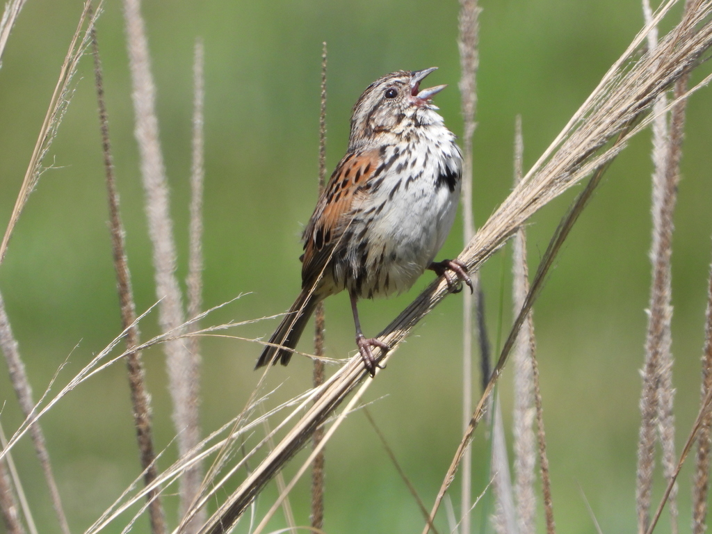 Sierra Madre Sparrow
