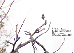 Calypte costae