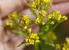 Rorippa barbareifolia