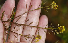 Rorippa barbareifolia