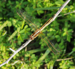 Libellula needhami