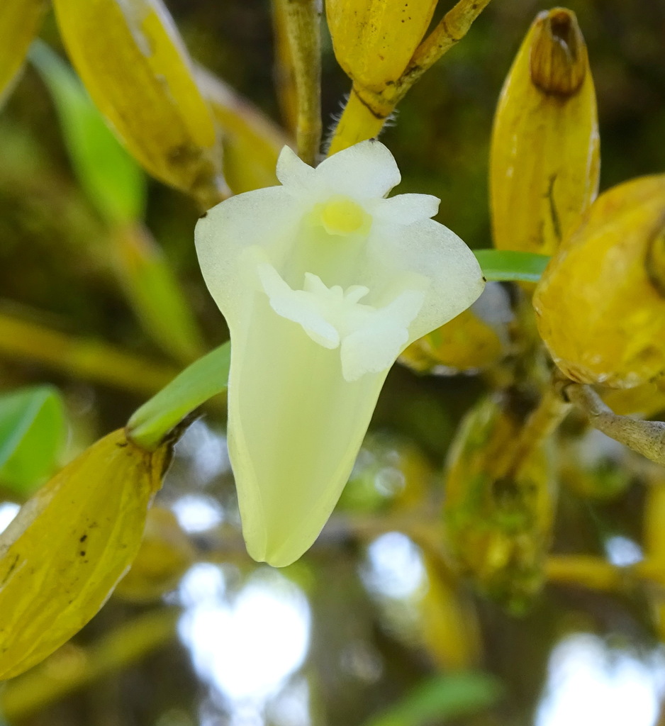 Dendrobium conspicuum Bakh.f.