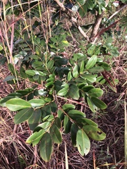 Copaifera langsdorffii