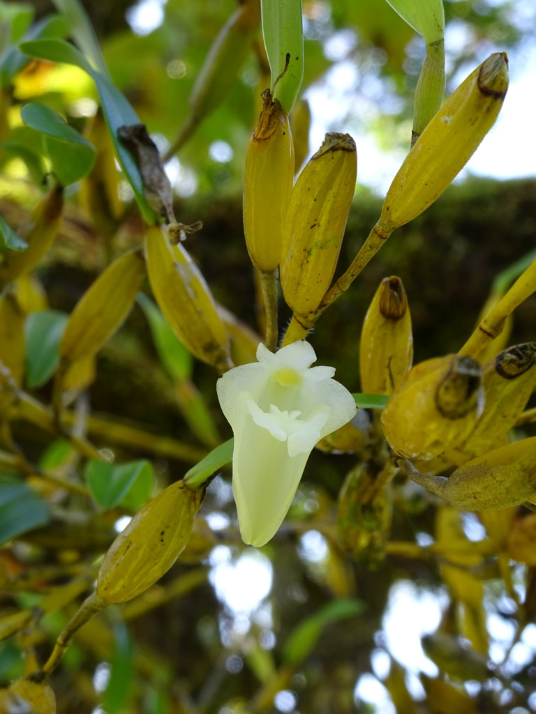 Dendrobium conspicuum Bakh.f. 2