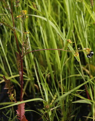 Rorippa barbareifolia