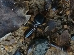 Macrotermes carbonarius