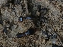 Macrotermes carbonarius