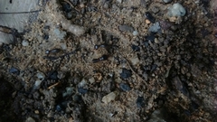 Macrotermes carbonarius