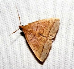 Zanclognatha obscuripennis