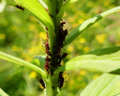 Uroleucon nigrotuberculatum