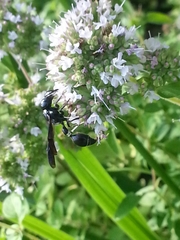 Zethus spinipes variegatus