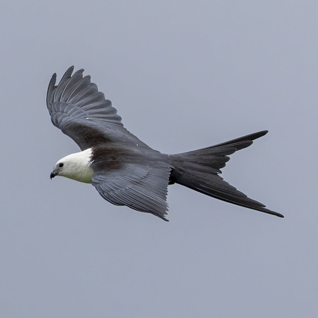 Swallow-tailed Kite