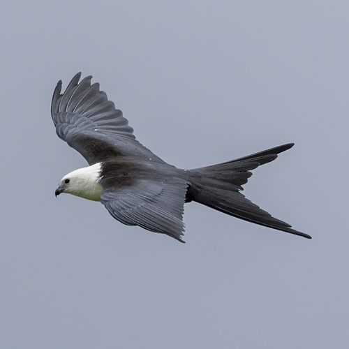 Elanio tijereta (Elanoides forficatus)
