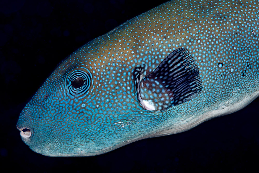 Bluespotted puffer (Arothron caeruleopunctatus) — Tetraodontidae
