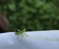 Conocephalus strictus