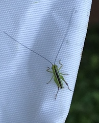 Conocephalus strictus