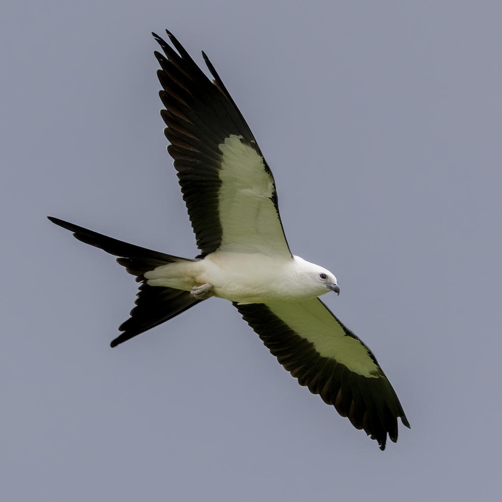 Swallow-tailed Kite