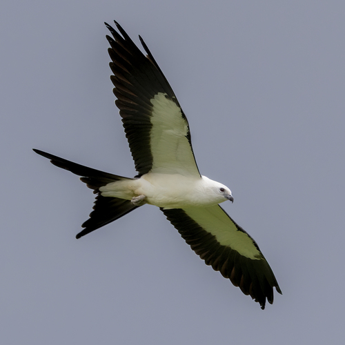 Elanio tijereta (Elanoides forficatus)