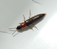 Quedius peregrinus