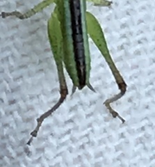 Conocephalus strictus