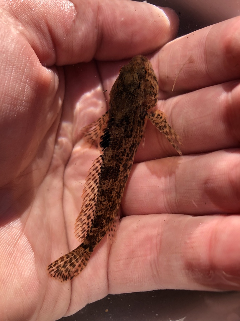 Snake River Sculpin