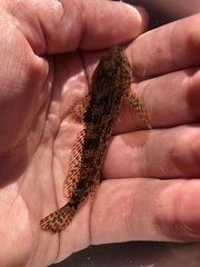 Snake River Sculpin photo 1