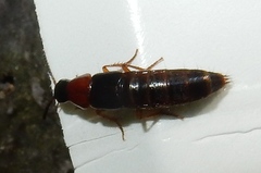 Quedius peregrinus