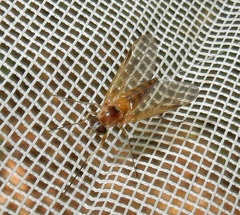 Rhagio hirtus