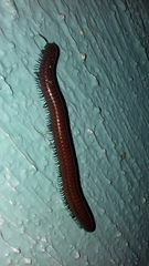 Pachyiulus hungaricus