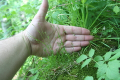 Sabulina dawsonensis