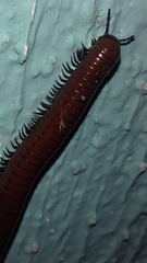 Pachyiulus hungaricus