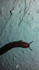 Pachyiulus hungaricus