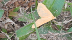 Eubaphe