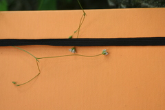 Sabulina dawsonensis