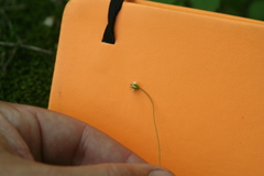 Sabulina dawsonensis