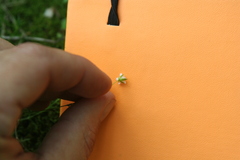 Sabulina dawsonensis