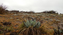 Agave flexispina