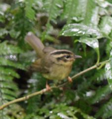 Basileuterus melanotis