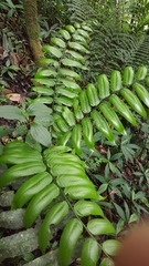 Diplazium grandifolium