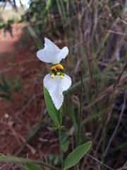 Dalechampia caperonioides