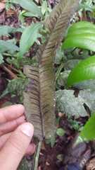 Diplazium grandifolium