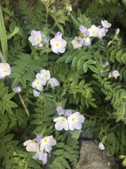 Polemonium pulcherrimum delicatum