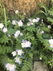 Polemonium pulcherrimum delicatum
