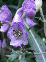 Aconitum formosanum