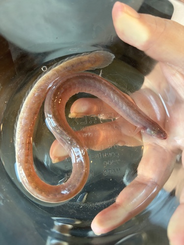 Pink Wormfish (Microdesmus longipinnis) — Microdesmidae — 4