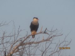 Caracara