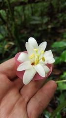 Passiflora membranacea