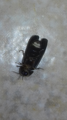 Lamprohiza splendidula