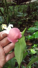 Passiflora membranacea