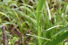 Carex formosa